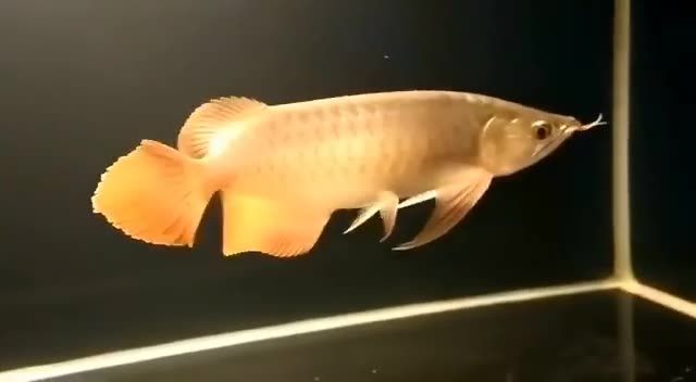 大湖紅龍魚視頻：大湖紅龍魚視頻展示了一條體型龐大、色彩鮮艷的紅色魚類在湖水中暢游