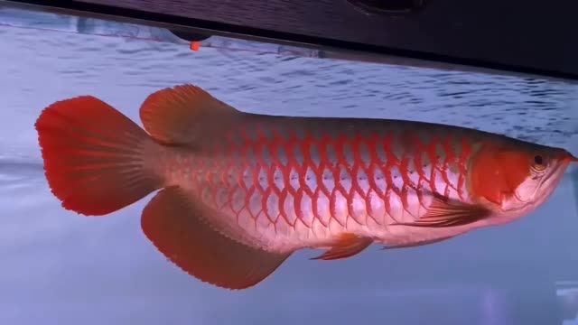 47公分紅龍魚：47公分高的公分紅龍魚