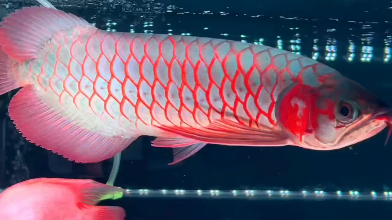 35公分印尼ID超血紅龍魚(yú)：35公分印尼id超血紅龍魚(yú)