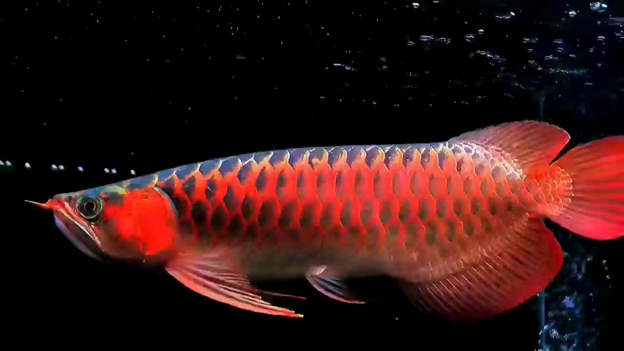 46cm超血紅龍魚2021：2021年“超血紅龍魚”新魚類引起公眾關(guān)注