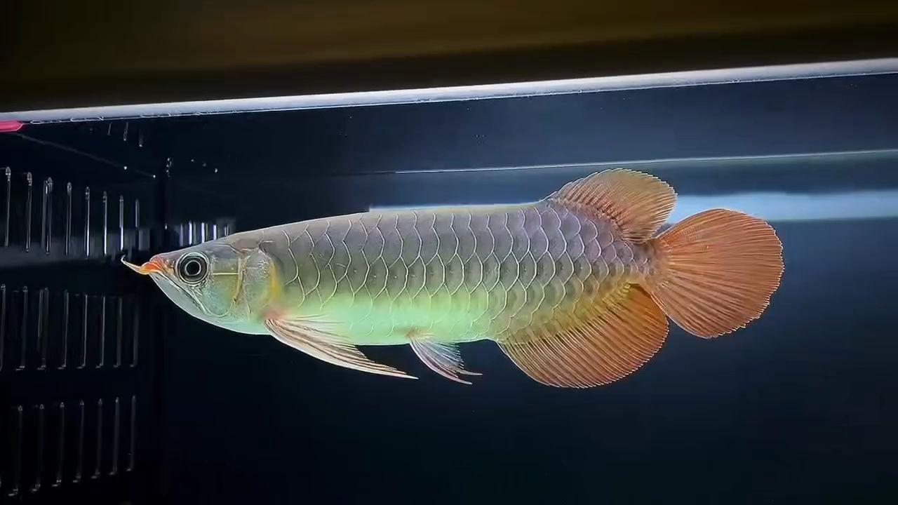 30公分綠皮辣椒紅龍魚：30公分綠皮辣椒紅龍魚紅龍魚