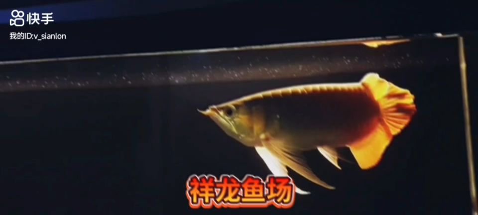 極品大湖之大湖紅龍魚(yú)：大湖紅龍魚(yú)的養(yǎng)殖技術(shù)和管理方法