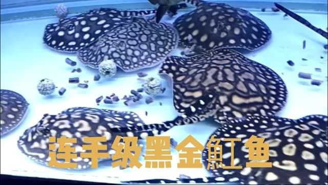 練手黑金魟魚(yú)適合魟魚(yú)愛(ài)好者的新手玩家：練手黑金魟魚(yú)愛(ài)好者的新手玩家可以更好地了解如何飼養(yǎng)和照顧