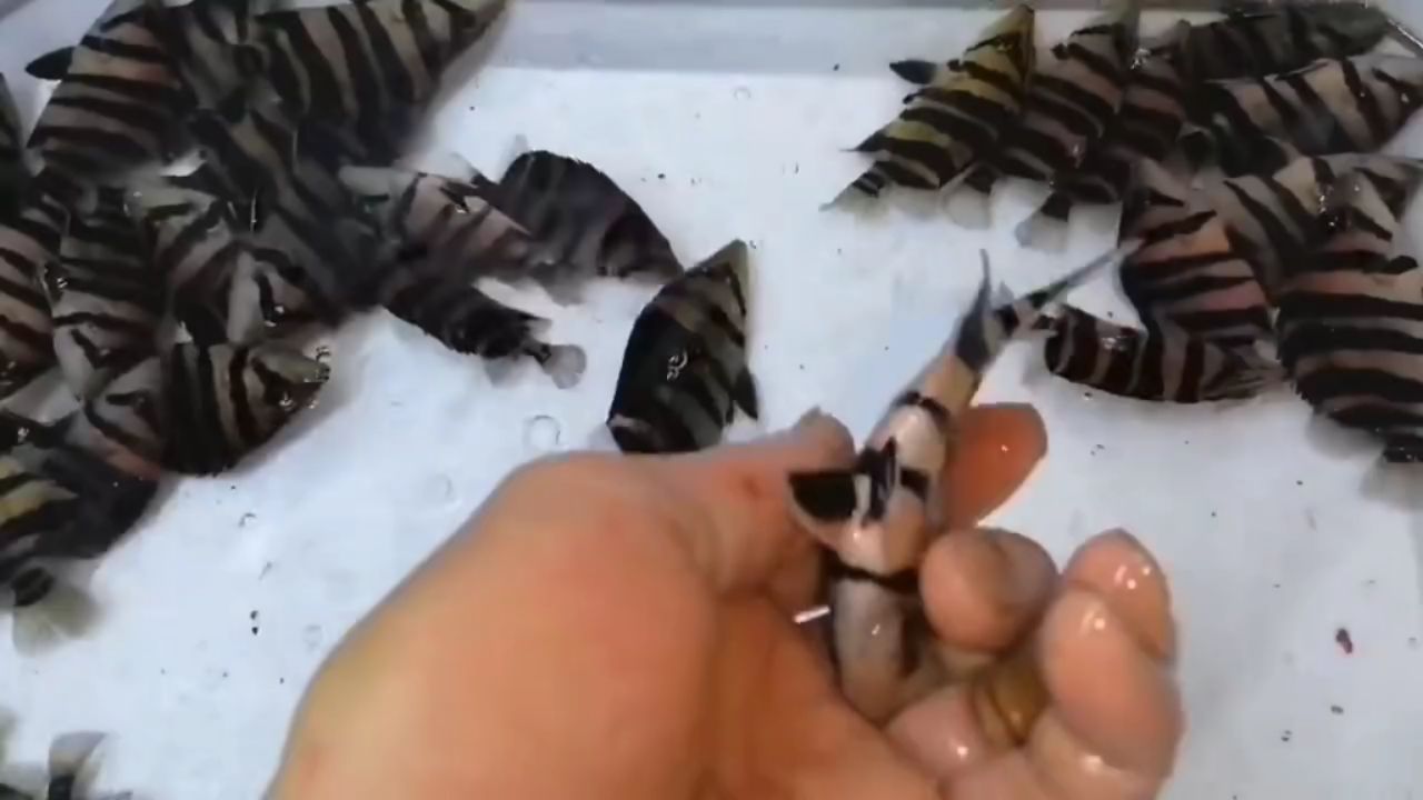 包肚圍脖 9-11cm印尼四紋虎魚：包肚圍脖9-11cm 虎魚