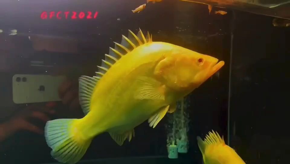 赤焰中國虎魚：赤焰中國虎魚的飼養(yǎng)方法 虎魚