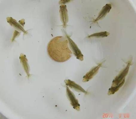 龍魚食欲不振的原因分析報(bào)告怎么寫：龍魚食欲不振怎么辦？ 水族問(wèn)答 第1張