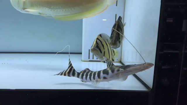 白子銀龍+虎魚+斑馬鴨嘴魚：白子銀龍vs虎魚+斑馬鴨嘴魚