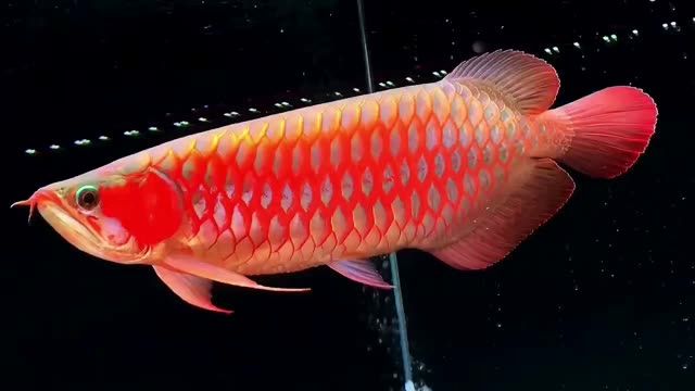 40公分體型完美超血紅龍魚(yú)：40公分體型的超血紅龍魚(yú)