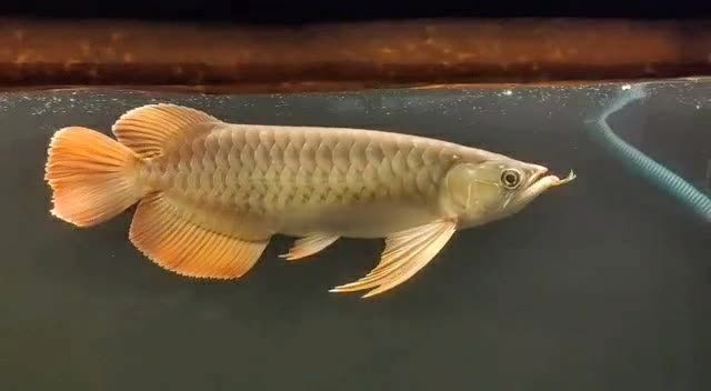 大湖紅龍魚2020091501：大湖紅龍魚2020年9月15日出生于中國的龍魚 紅龍魚