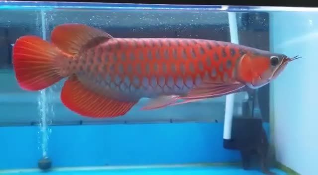 40CM超血紅龍：水族世界中的“水中王者”——超血紅龍 紅龍魚