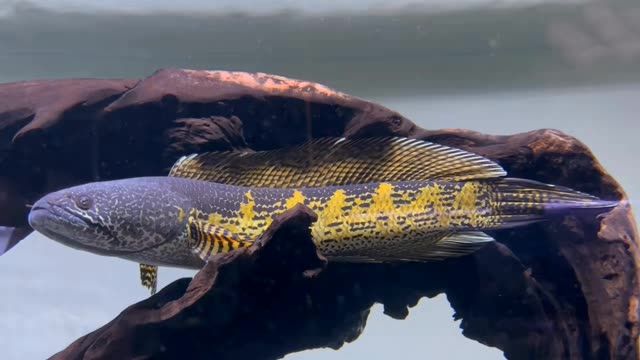 黃金眼鏡蛇雷龍魚欣賞：美麗的黃金眼鏡蛇雷龍魚