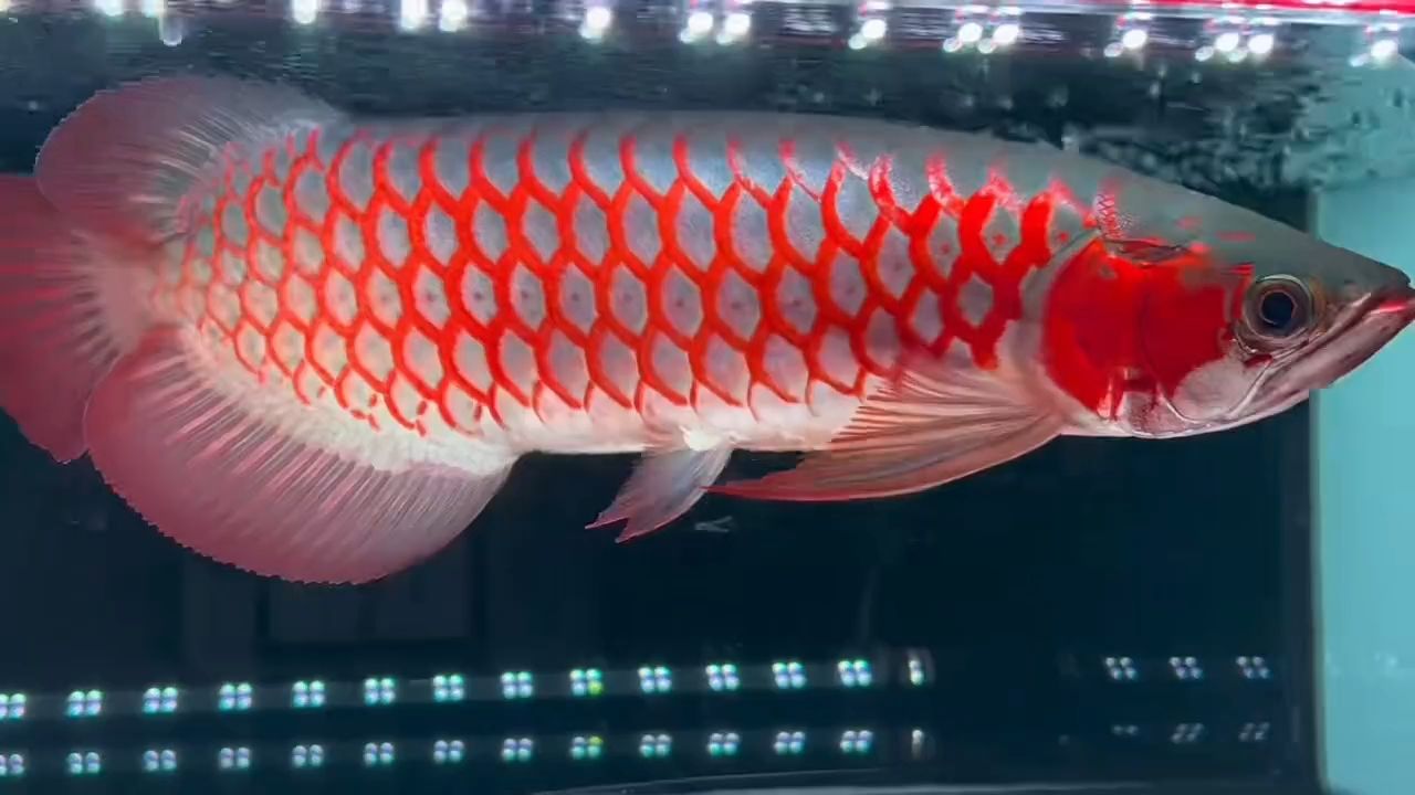 超血紅龍魚37CM：海洋觀賞魚市場(chǎng)上的一種受歡迎的超血紅龍魚37cm