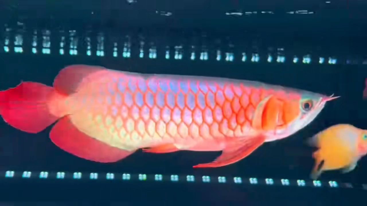 30多公分（38cm）白玉紅龍魚：38公分白玉紅龍魚 紅龍魚