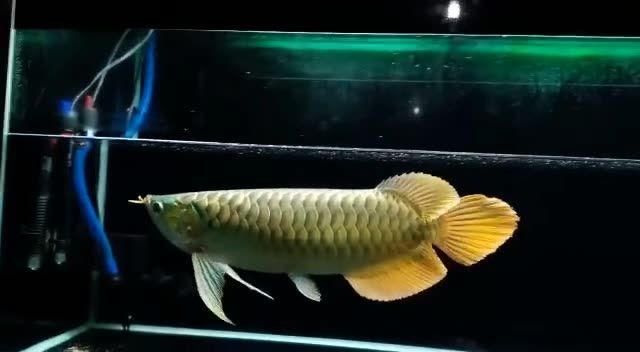 大湖紅龍魚(yú)20200915004：大湖紅龍魚(yú)