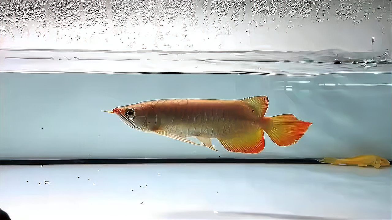 大湖紅龍魚，印尼龍魚漁場自選：大湖紅龍魚是印尼龍魚漁場自選的一種魚類