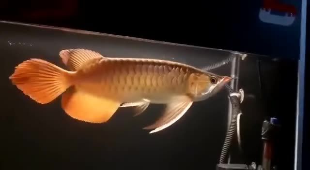 大湖紅龍魚(yú)大鰭大尾：大湖紅龍魚(yú)以其顯著的體型特征而著名 紅龍魚(yú)