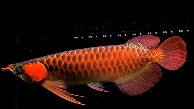 40cm大紅龍魚：40cm大紅龍魚魚