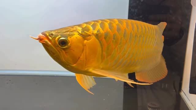 60公分大紅龍魚2025：60公分大紅龍魚霸氣大肥龍