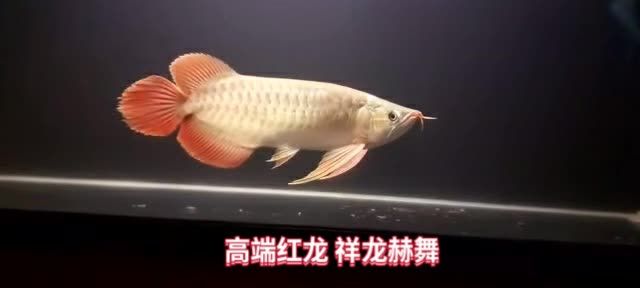 印尼魚場直選祥龍赫舞紅龍魚：印尼魚場直選祥龍赫舞紅龍魚，