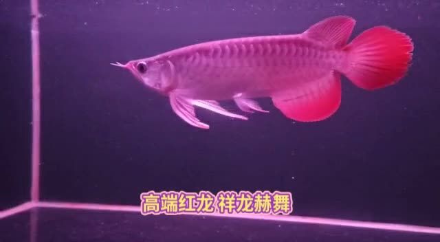 高端紅龍魚祥龍赫舞：紅龍魚不僅能美化水族箱，還能為養(yǎng)殖者帶來樂趣和成就感