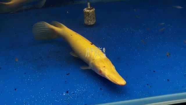 紅眼純色皇家火箭魚(yú)：紅眼純色皇家火箭魚(yú)在海洋生態(tài)系統(tǒng)中起到了重要的作用 混養(yǎng)魚(yú)（配魚(yú)）