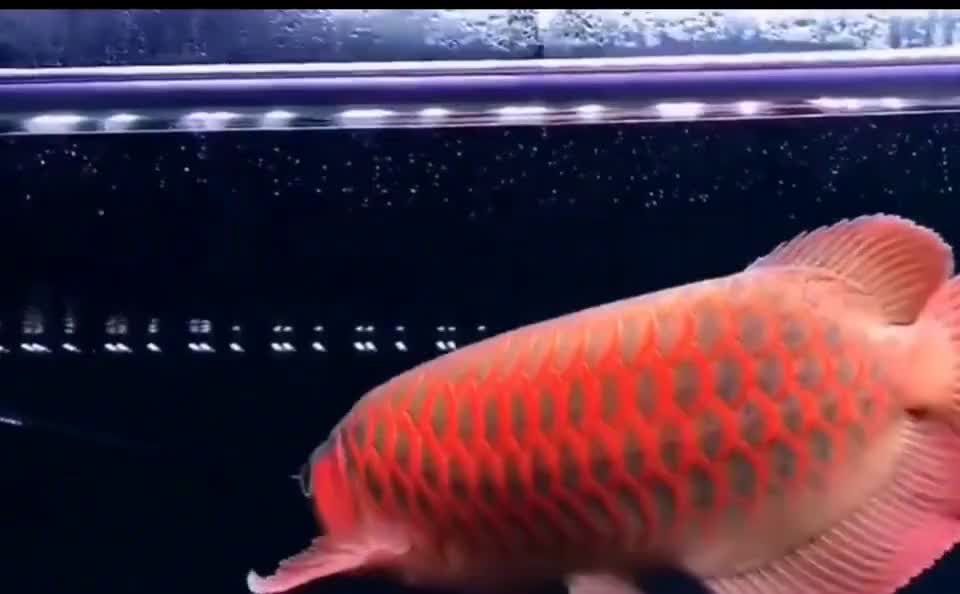 祥龍魚場研發(fā)紅龍魚增色飼料,助你擁有最艷麗的紅龍魚：祥龍魚場研發(fā)紅龍魚增色飼料 混養(yǎng)魚（配魚）