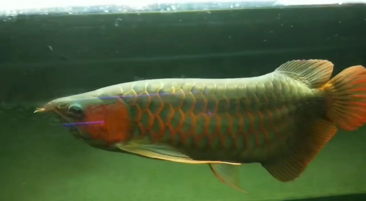 類似野生紅龍魚：動物圖集：野生紅龍魚