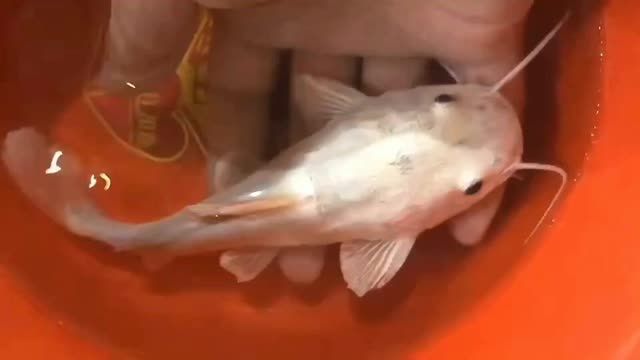 祥龍魚場獨家黃金貓魚各尺寸都有：祥龍魚場提供各種尺寸的黃金貓魚包括大、中和小號