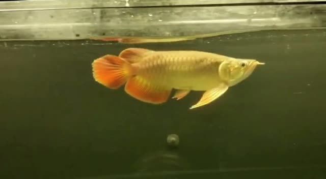 大湖紅龍魚(yú)2020111702：關(guān)于大湖紅龍魚(yú)的信息