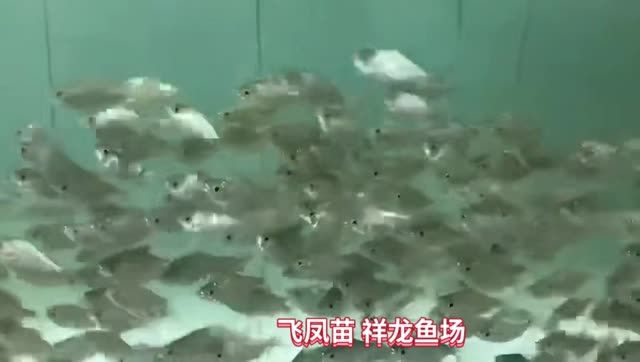 飛鳳魚(yú)苗批發(fā)：飛鳳魚(yú)苗批發(fā)業(yè)務(wù)