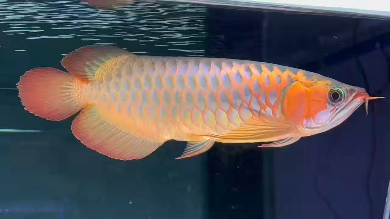 50+超血紅龍魚：50+超血紅龍魚是一群經(jīng)過特殊養(yǎng)殖和培育和培育的魚類