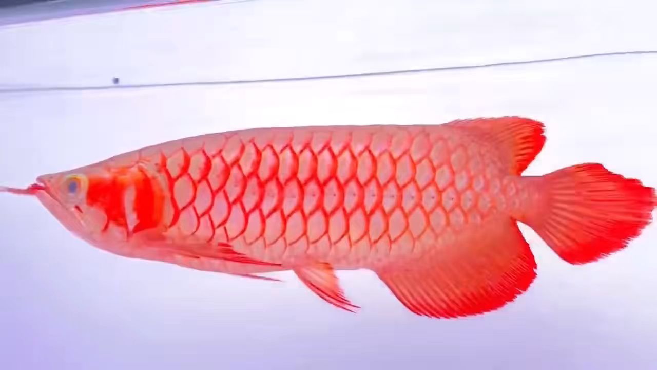 35公分白玉超血紅龍魚，鯊魚嘴：35公分白玉超血紅龍魚