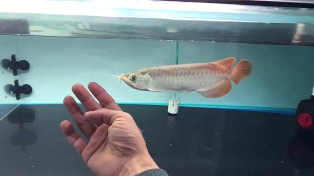 平頭鯊魚嘴小紅龍魚：小紅龍魚是一種常見的水族箱觀賞魚類，以其鮮紅色的頭部和平頭鯊魚嘴形狀而聞名