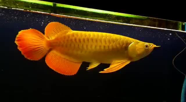 35cm紅龍魚超大尾翼。一個(gè)魚缸就你一個(gè)就夠啦：35cm紅龍魚超大尾翼,一個(gè)魚缸就你一個(gè)就夠啦