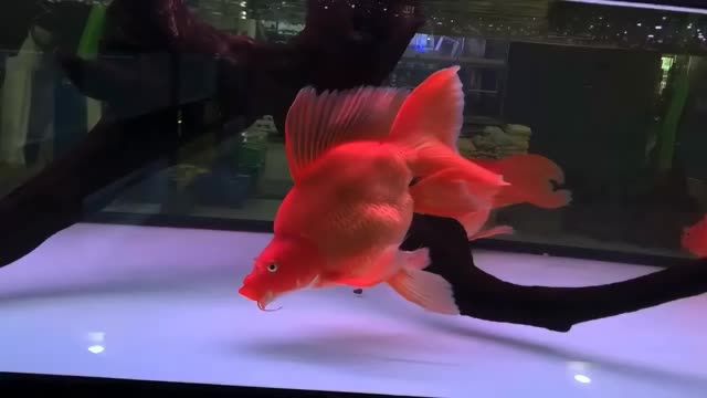 35cm紅色球型蝴蝶鯉魚#紅色球型蝴蝶鯉：35cm紅色球型蝴蝶鯉