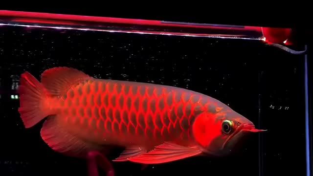 40-42分 超大后三鰭紅龍魚，廣州龍魚進出口貿(mào)易，祥龍魚場：40-42分超大后三鰭紅龍魚