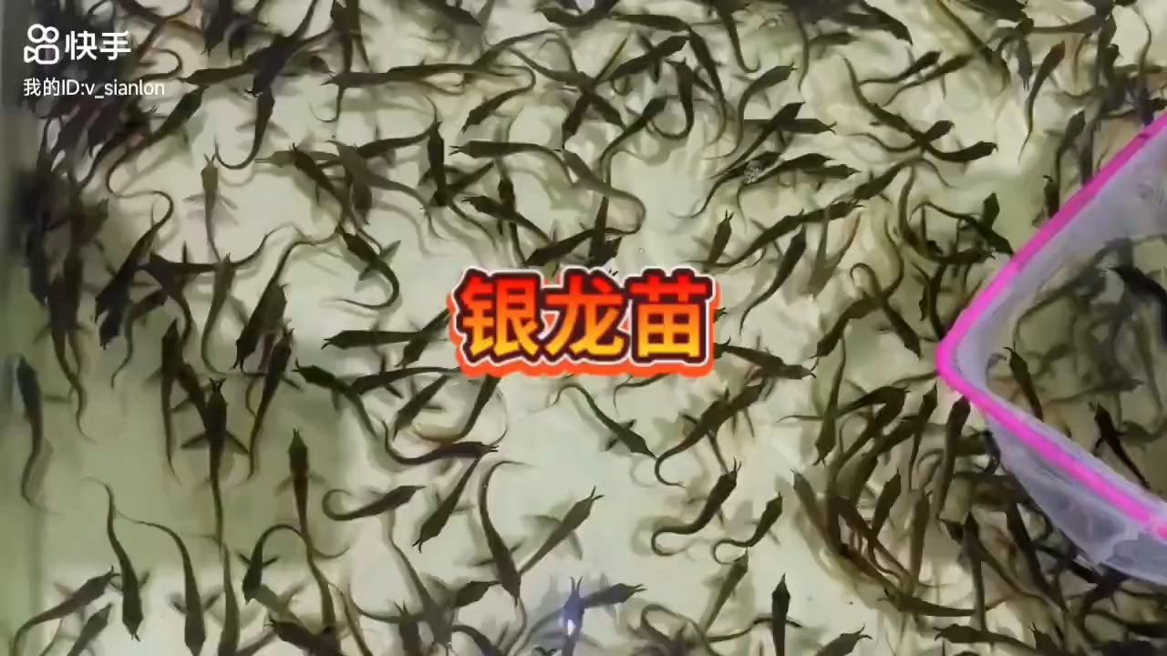 銀龍魚苗接單預(yù)定中：銀龍魚苗接單預(yù)定