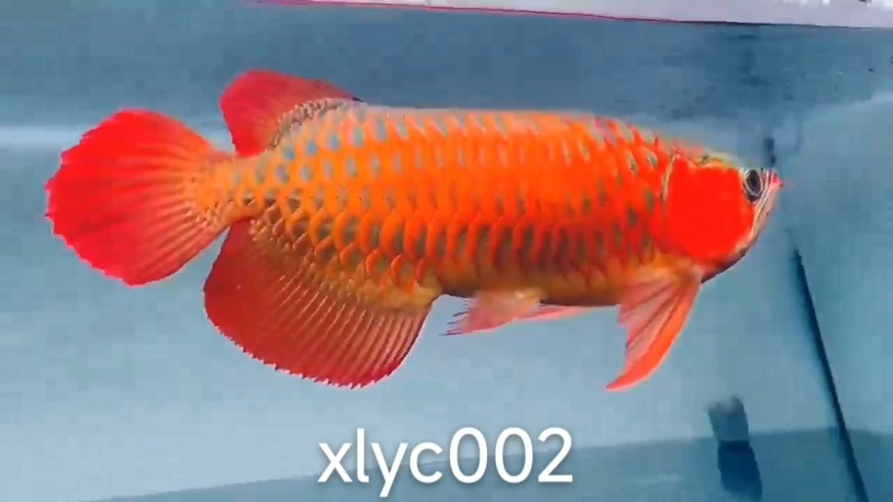 50公分賽級紅龍魚：50公分賽級紅龍魚半福龍?bào)w型半福龍?bào)w型半福龍?bào)w型