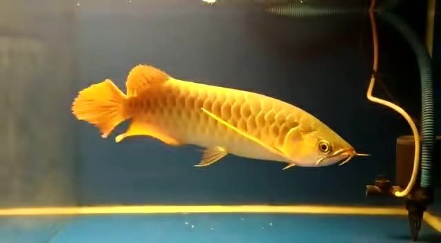 大湖紅龍魚2020091408：大湖紅龍魚在野外的壽命通常只有15到20年 紅龍魚