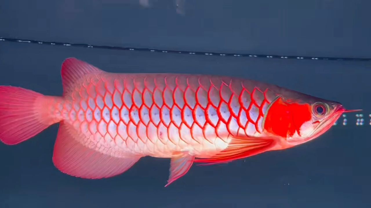 40公分超血紅龍魚(yú)2023：40公分超血紅龍魚(yú)