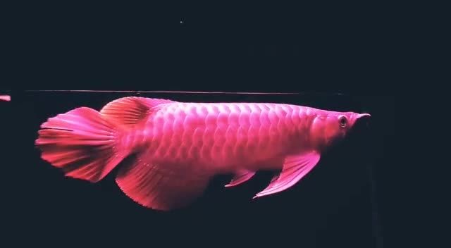 大湖紅龍魚(yú)20251702：大湖紅龍魚(yú)