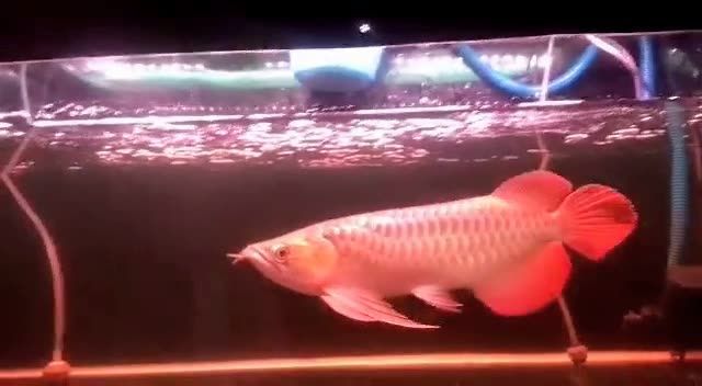 大湖紅龍魚(yú)2025091507：大湖紅龍魚(yú)生活習(xí)性、繁殖方式以及面臨的威脅和保護(hù)措施