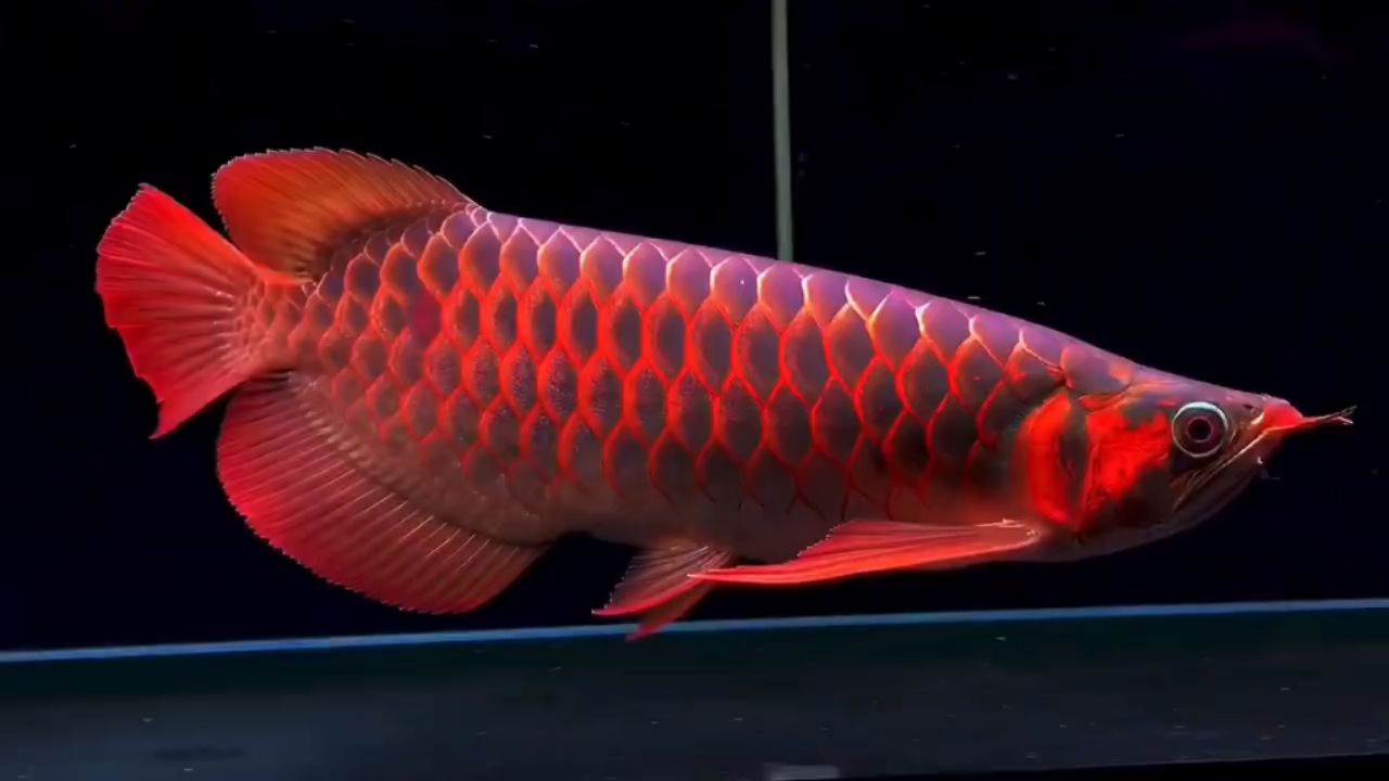 40+大紅龍魚：40+大紅龍魚40+