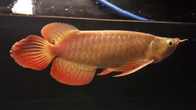 大湖紅龍魚20250930：《大湖紅龍魚20250930》