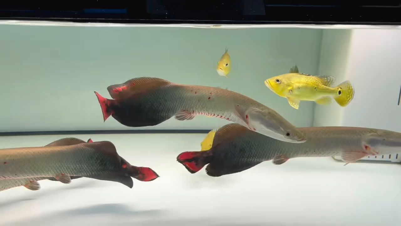 巨骨舌魚：動(dòng)物圖集：巨骨舌魚 混養(yǎng)魚（配魚）