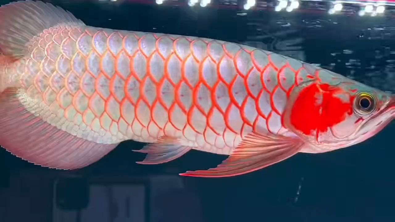 35公分印尼超血紅龍魚(yú)2025：35公分印尼超血紅龍魚(yú)