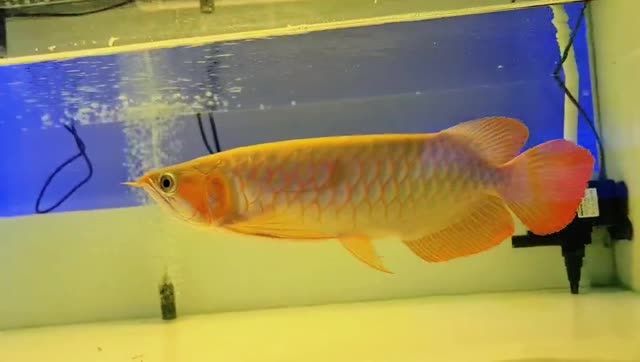 40cm超血紅龍魚20210215：40cm超血紅龍魚