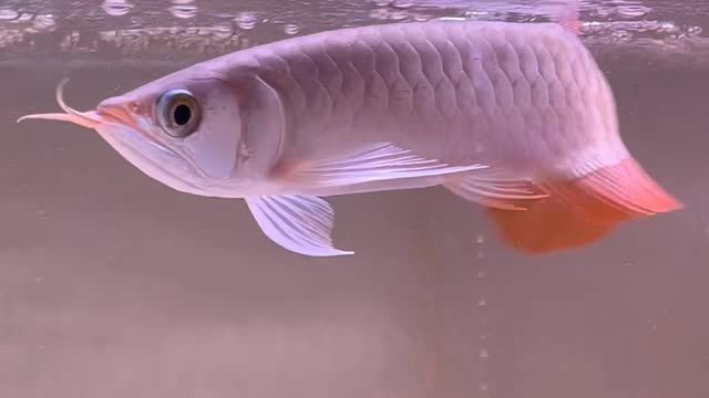 印尼小紅龍魚(yú)22公分：印尼小紅龍魚(yú)