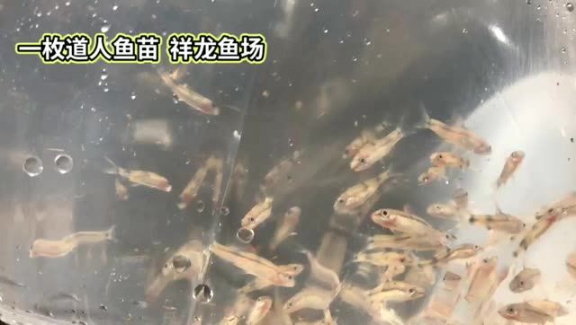 一眉道人魚苗批發(fā)：一眉道人魚苗批發(fā)一眉道人魚苗批發(fā) 混養(yǎng)魚（配魚）