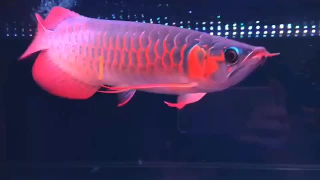 33cm左右 彎鉤巨胸紅龍魚、扇子大后三鰭 鱗底干...：33cm左右的彎鉤巨胸紅龍魚在水族箱中表現(xiàn)出了強大的適應(yīng)性和生命力